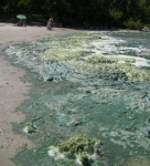 algae-bloom.jpg