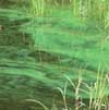 2011-news/Lake_Fanning_27_June_2011ss.jpg