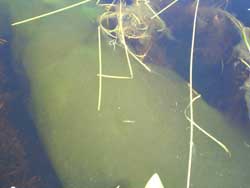 lake_parr/metaphyton_2s.jpg