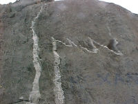 Veins.jpg
