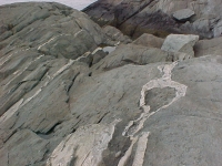 Veins2.jpg