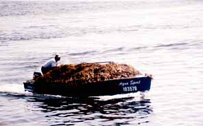 seaweed catch